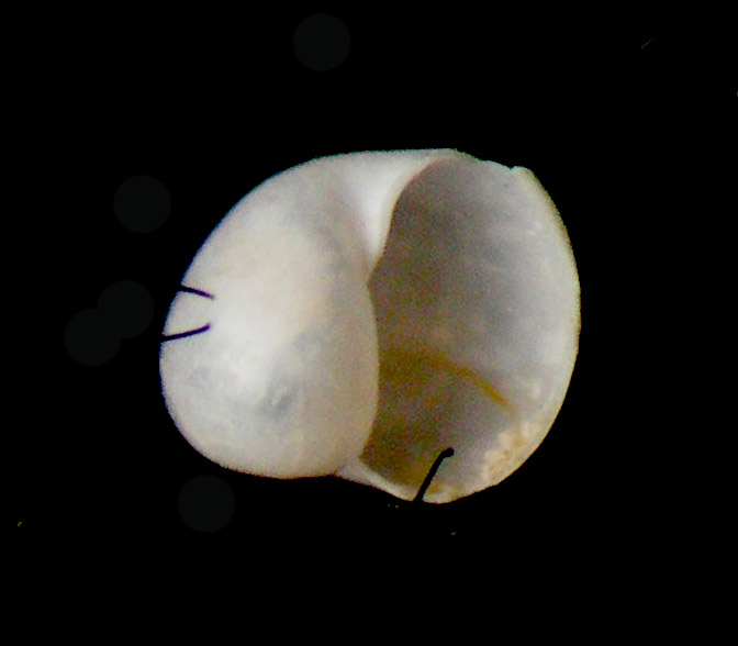 gastropteron rubrum?